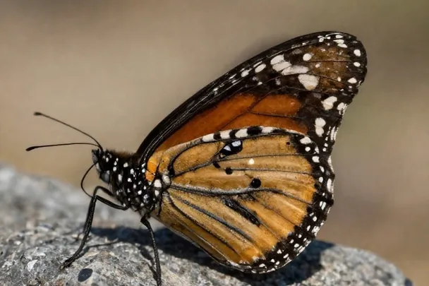 Mariposa monarca posada sobre una roca al sol.