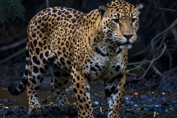 Jaguar sereno observa el bosque desde la orilla de un arroyo