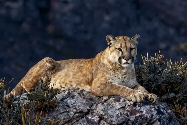 Puma sereno descansa sobre una roca entre arbustos de montaña
