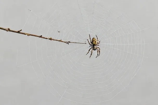 Araña pequeña sobre una telaraña entre dos ramas.