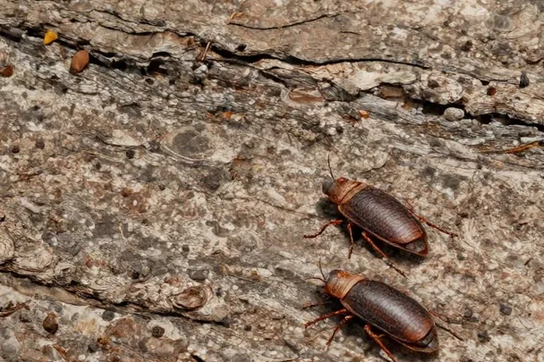 Dos cucarachas sanas avanzan separadas sobre corteza de bosque