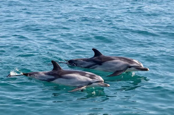 Tres delfines nadan juntos en mar abierto.