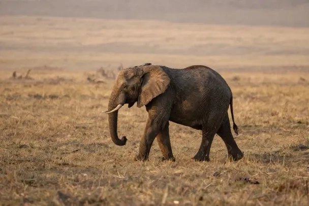 Elefante camina con calma por una sabana amplia al amanecer