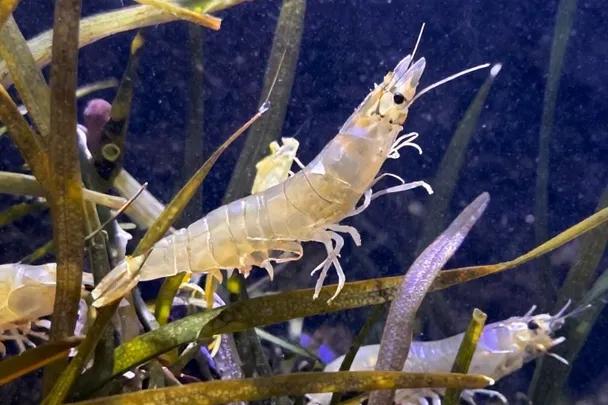 Gambas vivas se desplazan entre hierbas de una laguna clara