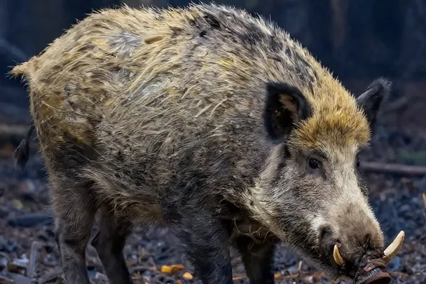 Jabalí tranquilo busca alimento en el borde de un bosque