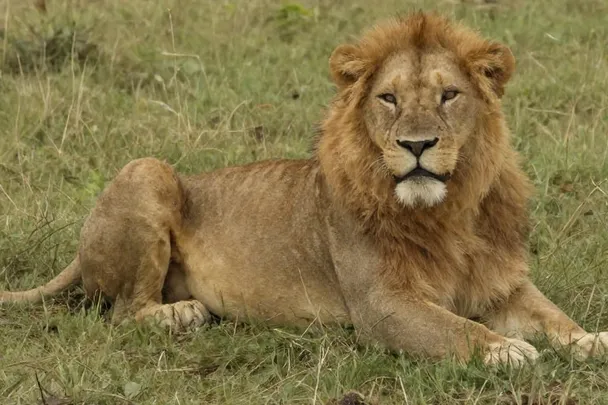 León adulto descansa tranquilo en una llanura abierta
