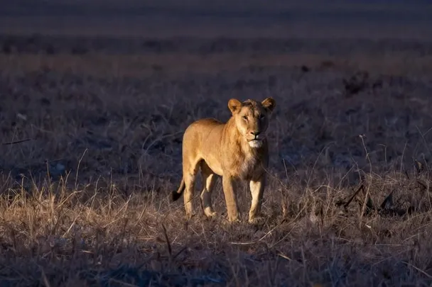 León observa desde lejos al otro lado de una llanura amplia