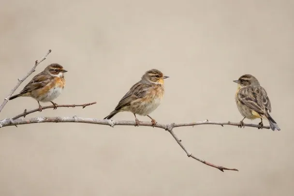 Tres pájaros pequeños descansan separados sobre ramas finas