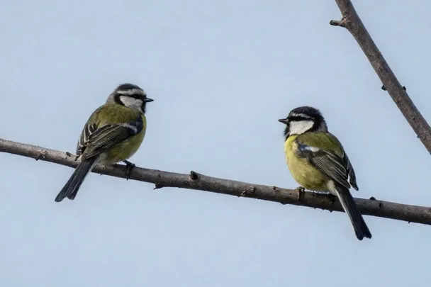 Dos pájaros pequeños posados separados en una rama.