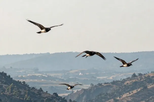 Varias aves vuelan separadas sobre un valle abierto.
