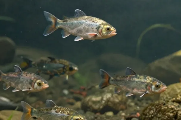 Peces de río nadan separados sobre un fondo de piedras