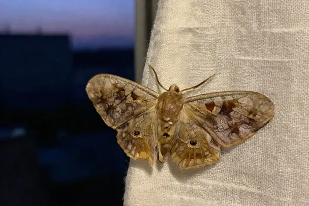 Polilla de alas detalladas descansa sobre una cortina clara