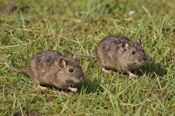 Dos ratas de campo sanas avanzan separadas entre hierba