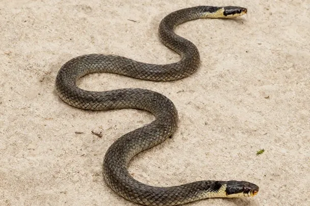 Una serpiente de hierba completa forma una curva suave sobre arena