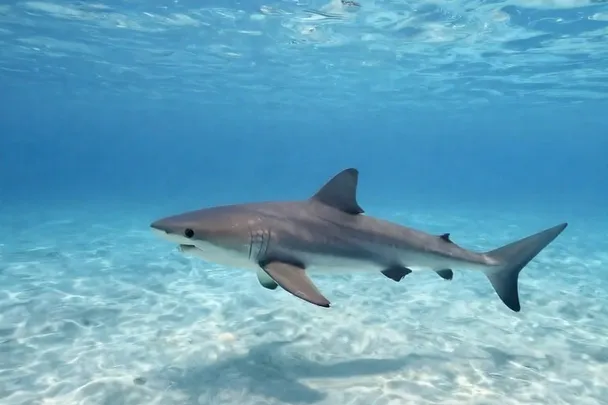 Tiburón de perfil nadando a distancia en agua clara.