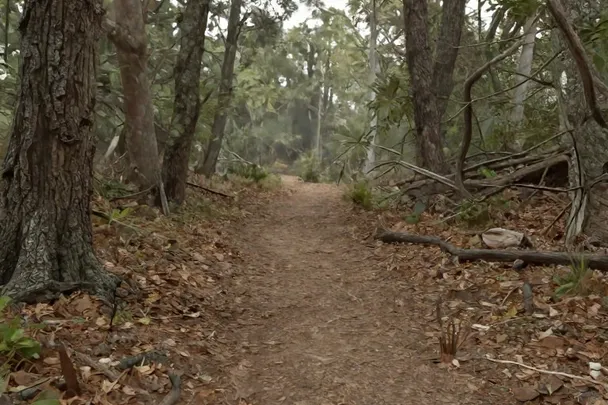 Sendero de tierra entre árboles de un bosque.