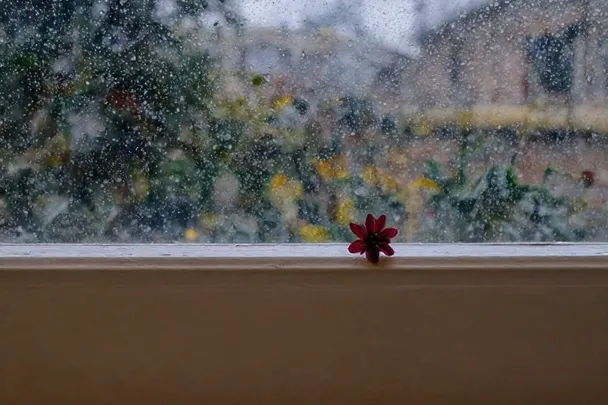 Flor roja junto a una ventana cubierta de gotas de lluvia.